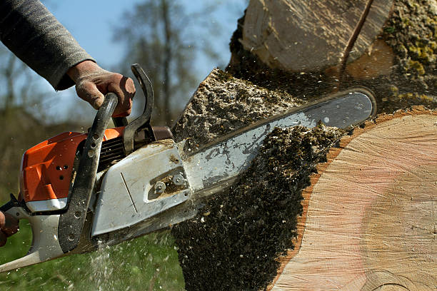 Emergency Storm Tree Removal in Long Neck, DE